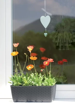 DONICZKA RATOLLA CASE P ANTRACYTOWY 3