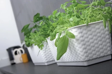 DONICZKA RATOLLA CASE P BIAŁY 2