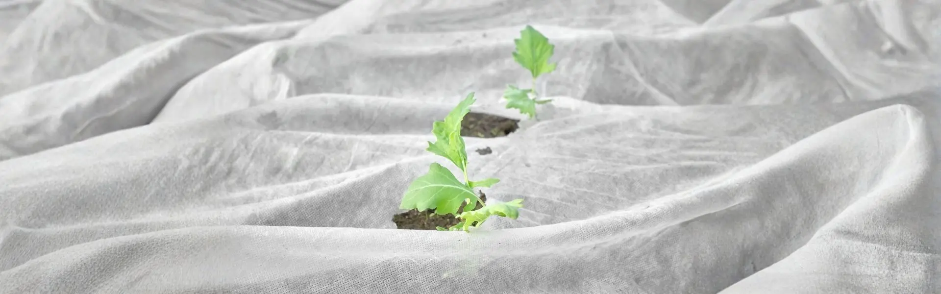 Ochrona roślin na wiosnę