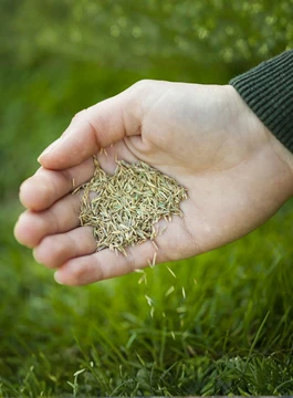 NASIONA TRAW 265x360.webp