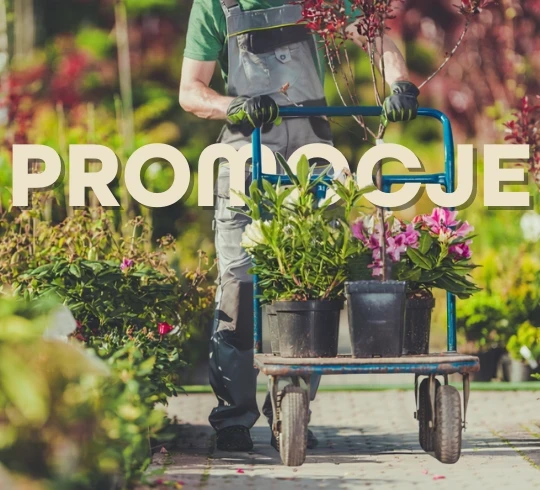 Sprawdź promocje