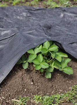 AGROWŁÓKNINY ŚCIÓŁKUJĄCE 265x360.webp