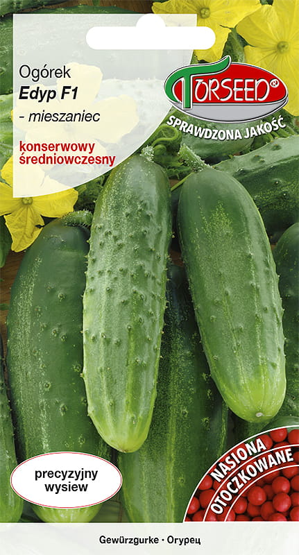 OGÓREK GRUNTOWY KONSERWOWY EDYP F1 OTOCZKA ŚREDNIOWCZESNY 50 NASION TORSEED