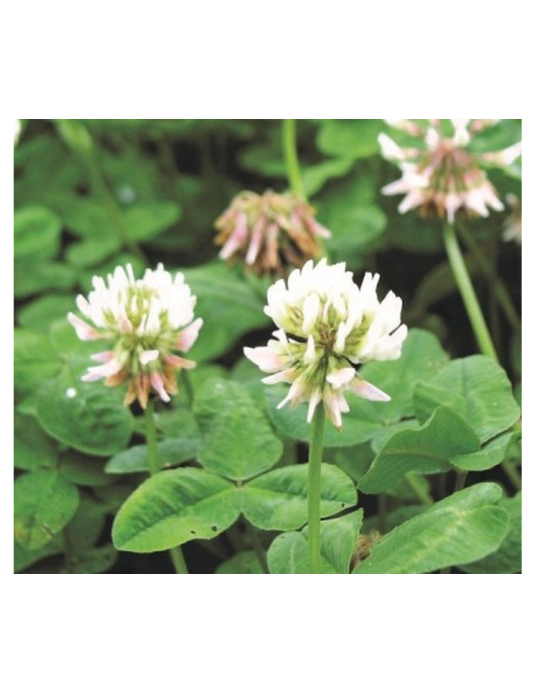 KONICZYNA BIAŁA ODMIANA RIVELDEN KWALIFIKOWANY C1 1KG PLANTA