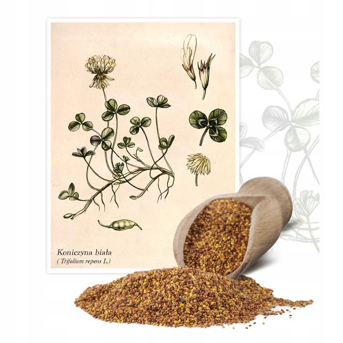 KONICZYNA DROBNOLISTNA MIKROKONICZYNA BIAŁA ODMIANA PIPOLINA KWALIFIKOWANY C1 500G PLANTA