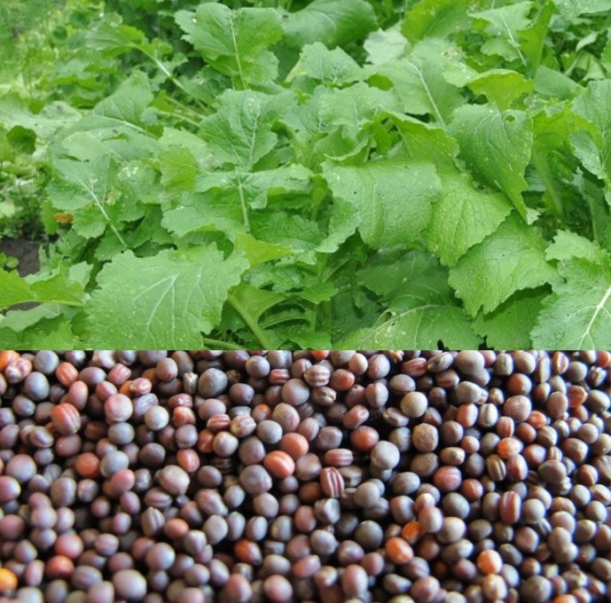 RZEPA ROGOWSKA KWALIFIKOWANY C1 500G GRANUM